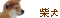 柴犬の犬服